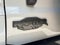 2026 Ford Bronco Raptor VELOCIRAPTOR 500 by HENNESSEY